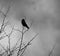 Raven sitting on tree branches on gray sky background