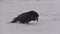 Raven in snow and wind slow motion close up Iceland