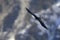 An raven soaring at high altitude in front of the Alps of Switserland.