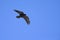 An raven soaring at high altitude in front of a blue sky in the Alps of Switserland.