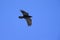 An raven soaring at high altitude in front of a blue sky in the Alps of Switserland.