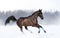 Raven stallion in winter galloping