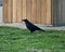 Raven standing on the grass