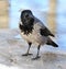 Raven stands on the ice