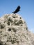 Raven at Stonehenge, England.