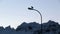 Raven swoops onto a street light in an Icelandic mountain town