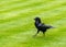 Raven at the Tower of London