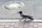 Raven walks on city sidewalks