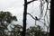 Raven, Wilpena Pound, Flinders Ranges, South Australia, Australia