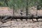 Raven, Wilpena Pound, Flinders Ranges, South Australia, Australia