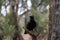 Raven, Wilpena Pound, Flinders Ranges, South Australia, Australia