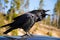 Raven In Yellowstone National Park