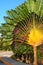 Ravenala Fan Palm or Traveler`s Palm on a blue sky background. Riviera Maya, Cancun, Mexico.