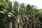 Ravenala Madagascariensis travelers palm fan