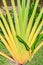 Ravenala madagascariensis or traveller\'s palm