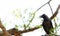 Ravens bird sitting on tamarind tree