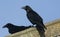 Ravens Corvus corax perched on the roof of a farm building.