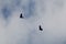 Ravens in Flight in silhouette