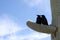 Ravens perched on Saguaro Cactus