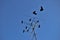 Ravens sitting on a television antenna