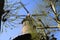 RAVENSTEIN, NETHERLANDS - APRIL 21. 2019: View on sails of ancient windmill through branches of a tree against cloudless blue sky