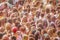 Raving crowd of young people in the Holi Festival, a popular ancient Indian Hindu celebration of colors, life and joy, Magdeburg