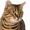 Ravishing adorable bengal cat portrait on white isolated background.