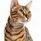 Ravishing adorable bengal cat portrait on white isolated background.