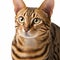 Ravishing adorable bengal cat portrait on white isolated background.