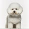 Ravishing adorable bichon frise dog studio portrait.