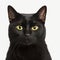 Ravishing adorable bombay cat portrait on white isolated background.