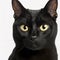 Ravishing adorable bombay cat portrait on white isolated background.