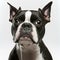 Ravishing adorable boston terrier portrait with white isolated background.