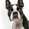 Ravishing adorable boston terrier portrait with white isolated background.