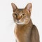 Ravishing adorable cat portrait on white isolated background.