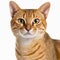 Ravishing adorable cheetoh cat portrait on white isolated background.