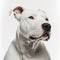 Ravishing adorable dogo argentino portrait on white isolated background.