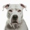 Ravishing adorable dogo argentino portrait on white isolated background.