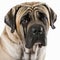 Ravishing adorable English mastiff dog portrait on white isolated background.