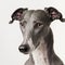 Ravishing adorable greyhound dog portrait.