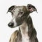 Ravishing adorable greyhound dog portrait.