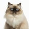 Ravishing adorable himalayan cat portrait on white isolated background.