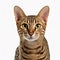 Ravishing adorable ocicat cat portrait on white isolated background.