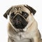 Ravishing adorable pug dog portrait on white isolated background.