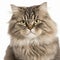 Ravishing adorable ragamuffin cat portrait on white isolated background.