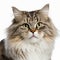 Ravishing adorable ragamuffin cat portrait on white isolated background.