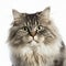 Ravishing adorable ragamuffin cat portrait on white isolated background.