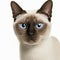 Ravishing adorable siamese cat portrait on white isolated background.