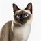 Ravishing adorable siamese cat portrait on white isolated background.