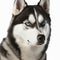 Ravishing adorable siberian husky dog portrait on white isolated background.